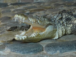 alligator in the everglades