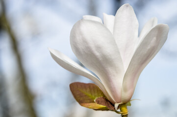 White magnolia flower head in spring summer light close up