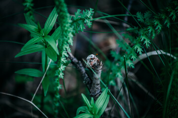A may bug on a broken branch of a shrub.