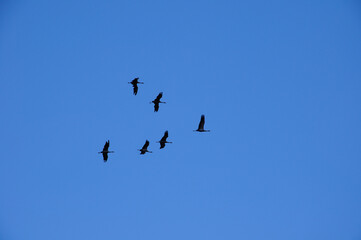 a flock of migratory birds before flying South cranes