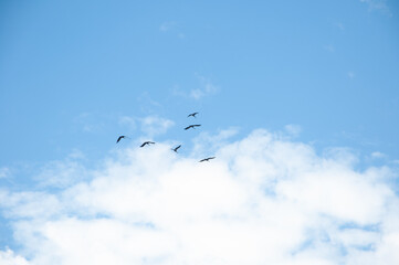 a flock of migratory birds before flying South cranes