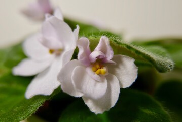 two white flowers home