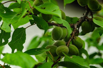 unripe apricot on a branch. close-up. apricot tree.