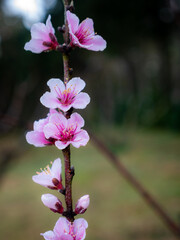 Dew Drops on The Bouquet of Sakura Flowers Blooming