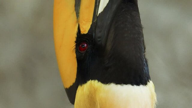Close-up portrait of the The great hornbill - Buceros bicornis, also known as the concave - casqued hornbill, great Indian hornbill. Wild nature stock footage.