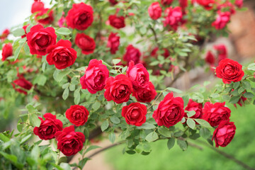 Part of red rose bush with lot of blossoms