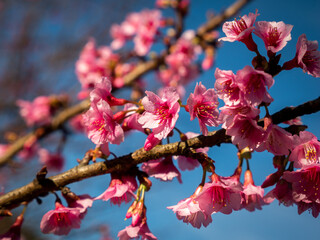Bouquet of Peach Blossom Flowers Blooming in The National Park