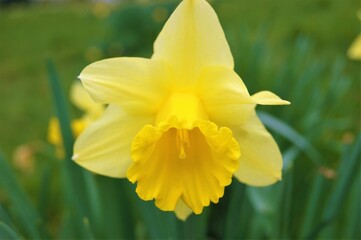 yellow daffodil flower