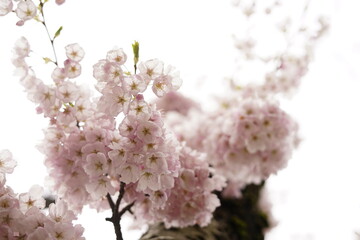 cherry blossom