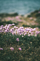 Purple wild flowers growing close to the sea with blurred foreground and background, selective focus. Beautiful background.
