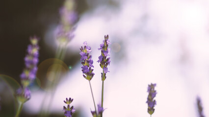 Naklejka premium Lavender flowers purple color and sunset light flare to camera which represent fragrance for relaxing mood and shoot from summer in Furano prefecture north part of Hokkaido Japan