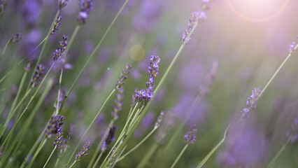 Lavender flowers purple color and sunset light flare to camera which represent fragrance for relaxing mood and shoot from summer in Furano prefecture north part of Hokkaido Japan