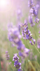 Obraz premium Lavender flowers purple color and sunset light flare to camera which represent fragrance for relaxing mood and shoot from summer in Furano prefecture north part of Hokkaido Japan