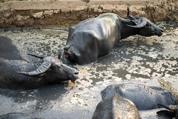 Asia Thailand buffalo are relaxing and swimming in the swamp with muddy all their body in the mid day.