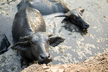 Asia Thailand buffalo are relaxing and swimming in the swamp with muddy all their body in the mid day.
