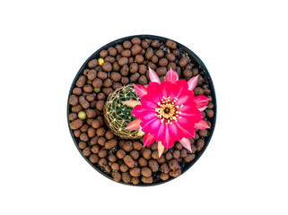 Close up pink Rebutia cactus flower on white background with clipping path.Beautiful pink cactus flower.