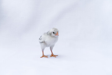 The baby Hamburg Chick is recognised in Germany and Holland. It's isolated standing on white cloth background.
