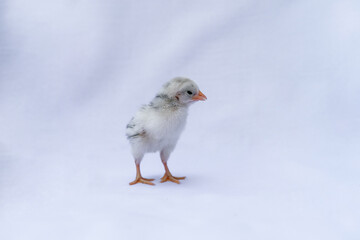 The baby Hamburg Chick is recognised in Germany and Holland. It's isolated standing on white cloth background.