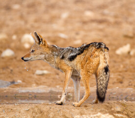 Black backed jackal, dribbling water while drinking at waterhole, Kagalagadi