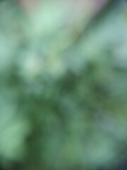 blurred for background defocused color abstract green tone
