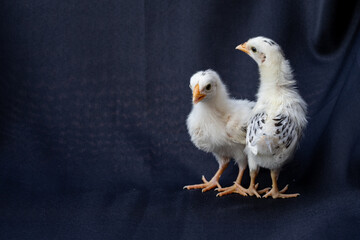 two baby Hamburg Chicken are standing on dark cloth background.