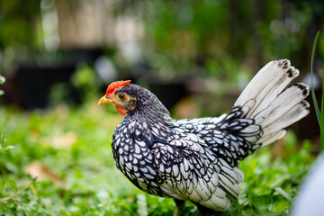 close up to Silver white Male SeBright Chick in the blur bokeh green garden background.