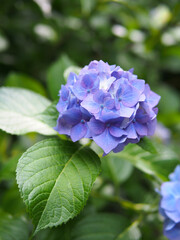 日本の鎌倉明月院で咲く　紫陽花の紫色の花