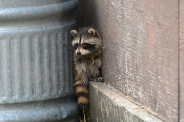 Baby raccoon explores barn yard