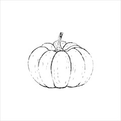 Vector Single Sketch Of A Pumpkin. Pumpkins-doodles. Hand-drawn ink illustration.