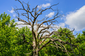 Fototapeta premium Very old dead tree