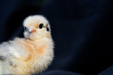 Baby Mini Cochin Chick on dark blue cloth background in studio light.