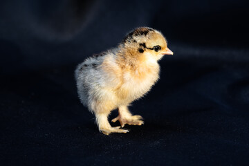 Baby Mini Cochin Chick on dark blue cloth background in studio light.