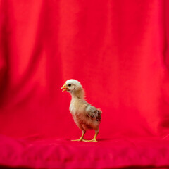 baby Rhode Island Red stands and poses on red cloth background.