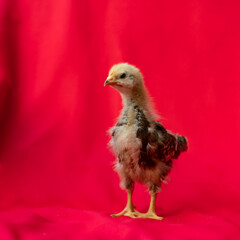 baby Rhode Island Red stands and poses on red cloth background.