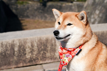 Shiba Inu; Japanese dog, portraiture.