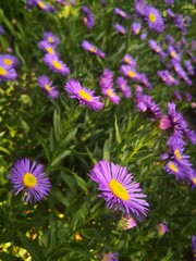 Purple Asters in the Garden