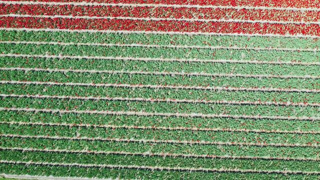 Aerial view of tulip bulb-fields in springtime, Holland, the Netherlands