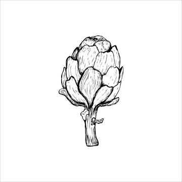 vector set of engraving illustration green vegetables artichoke on white background