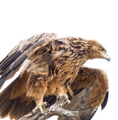 Tawny Eagle with spread wings