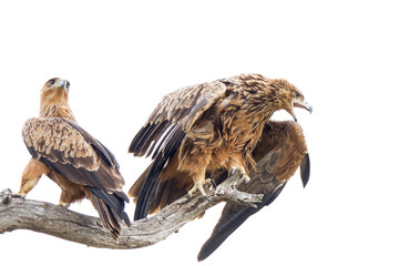Tawny Eagle showing aggression to tourist who ventured too close