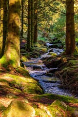 Autumn in the forest