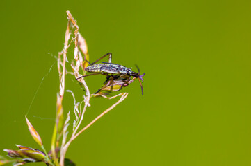 little beetle on a plant in nature