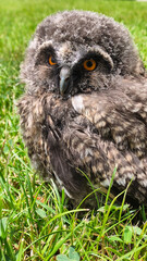 Owl cub separated from its nest in its natural environment.