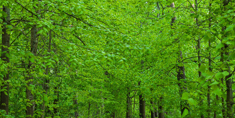 Beautiful green trees, forest. Nature, green lush foliage.