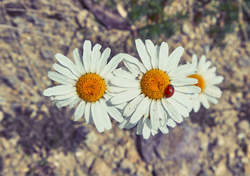 Ladybug on the daisies. Macro photo was taken at Kackar Mountains, Black Sea / Karadeniz region of Turkey.