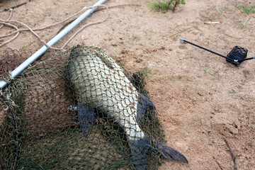 River fish lies on the sand close-up. The bream was caught with a fishing rod, a spinning rod. One fisherman caught large fish with a spin. Fish in slave gear. Eco-friendly fishing rod. Hobby.