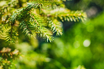 Fototapeta na wymiar Green fir branches in the garden on summer day