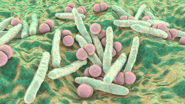 Respiratory pathogens, bacteria Mycobacterium tuberculosis and Streptococcus pneumoniae
