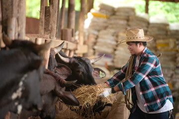 Asian people wear smiles in cow cows. Farmers tend to feed ideas: people and animals. A young man...