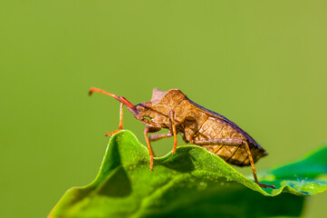 little beetle on a plant in nature